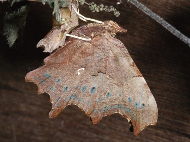 Comma butterfly (Polygonia c-album) - underside identification features