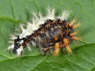 1598 Comma butterfly (Polygonia c-album) - caterpillar resembling bird-dropping