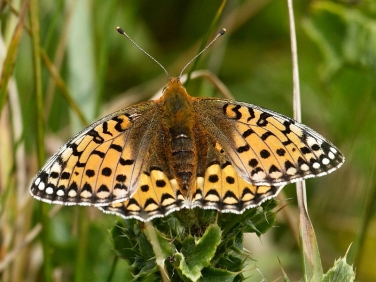 Dark Green Fritillary (Argynnis aglaja) female