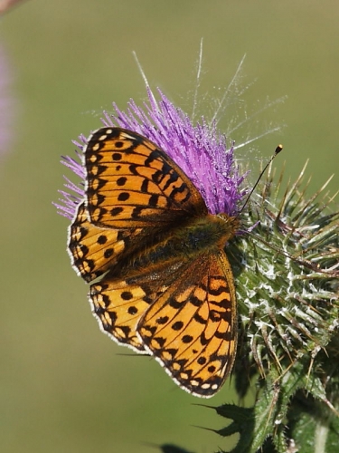 Dark Green Fritillary (Argynnis aglaja)