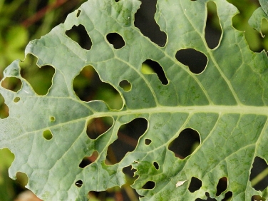 Early feeding feeding signs of the caterpillars of Large White Butterfly (Pieris brassicae)