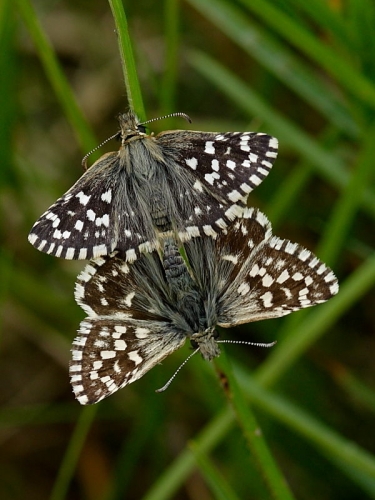 Grizzled Skipper butterfly (Pyrgus malvae) - pair