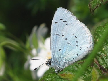 Holly Blue (Celastrina argiolus)