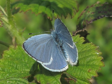 Holly Blue (Celastrina argiolus) - male