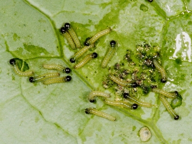 1549 Large White Butterfly (Pieris brassicae) 2 day old caterpillars