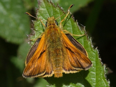 Large Skipper (Ochlodes faunus) - male
