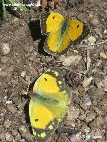 Male and female clouded yellow butterflies (Colias croceus) courting
