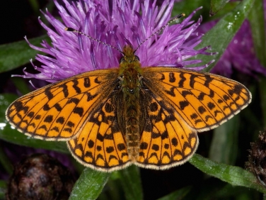 Small Pearl-bordered Fritillary (Boloria selene) male