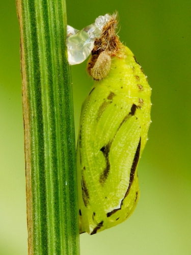 Meadow Brown (Maniola jurtina) chrysalis reattached using super glue