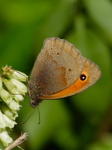 Meadow Brown (Maniola jurtina) on Navelwort (Umbilicus rupestris)