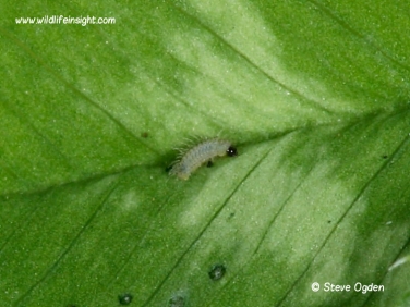 Clouded Yellow butterfly caterpillar - newly hatched feeding on clover