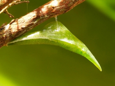 1533 Orange tip butterfly newly formed chrysalis