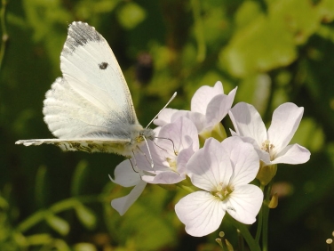 1533 Orange tip butterfly laying on Milk Maid