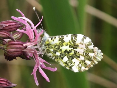 1553 Orange-tip (Anthocharis cardamines) on Ragged-robin (Lychnis flos-cuculi)