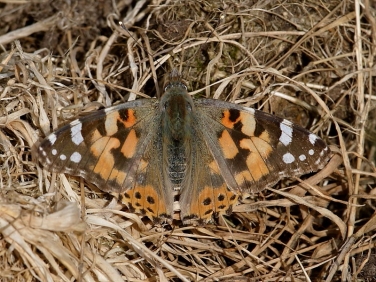 Painted Lady (Vanessa cardui)