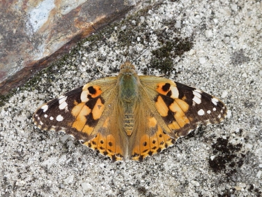 Painted Lady (Vanessa cardui)