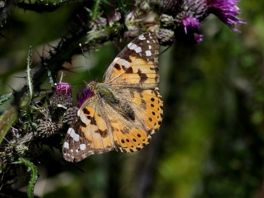 Painted Lady (Vanessa cardui)