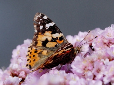 Painted Lady (Vanessa cardui)