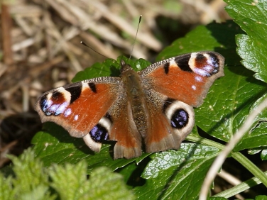 Peacock butterfly (Inachis io) emerges from hibernation to bask in sun in between Cornish storms