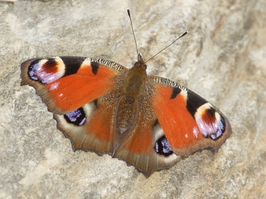 Peacock (Inachis io)