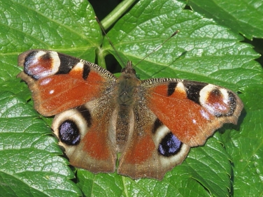 Peacock (Inachis io) on Alexanders (Smyrnium olusatrum)