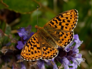 Pearl-bordered Fritillary (Boloria euphrosyne)