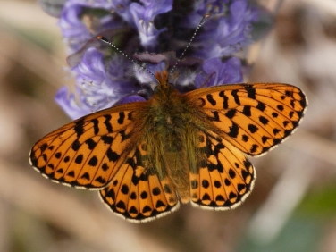 Pearl-bordered Fritillary (Boloria euphrosyne)