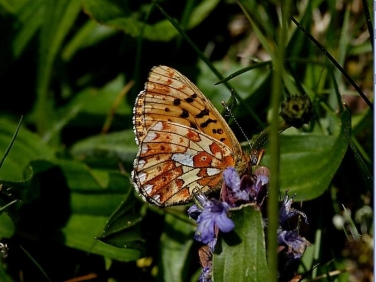 Pearl-bordered Fritillary (Boloria euphrosyne) underside