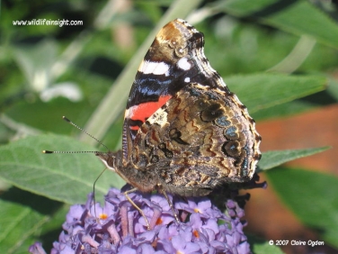 Red Admiral butterfly (Vanessa atalanta) nectaring on buddleia