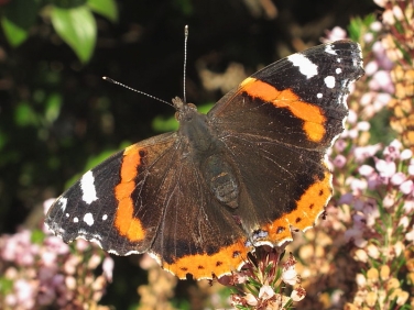 Red Admiral (Vanessa atalanta)