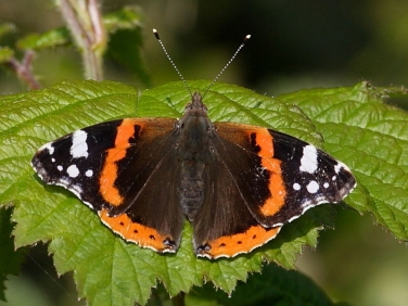 Red Admiral (Vanessa atalanta)