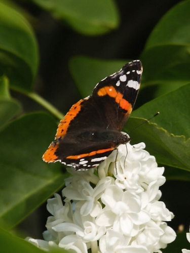 Red Admiral (Vanessa atalanta)