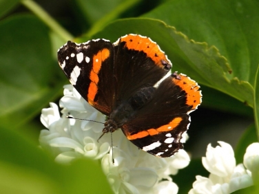 Red Admiral (Vanessa atalanta)
