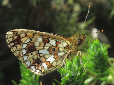 Small Pearl-bordered Fritillary (Boloria selene) - underside