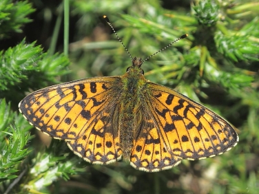 Small Pearl-bordered Fritillary (Boloria selene)