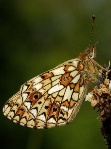 Small Pearl-bordered Fritillary (Boloria selene) - underside