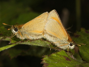 Small Skipper (Thymelicus sylvestris) pair