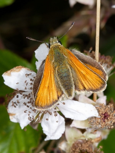 Small Skipper (Thymelicus sylvestris) female