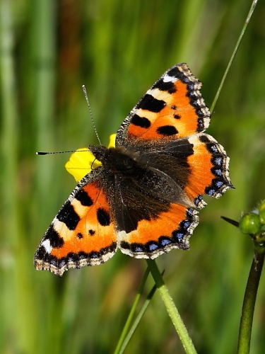 Small Tortoiseshell (Aglais urticae)