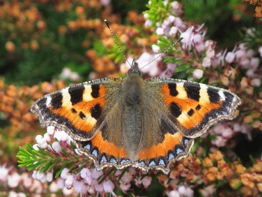 Small Tortoiseshell (Aglais urticae)