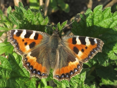 Small Tortoiseshell (Aglais urticae) on Common Nettle (Urtica dioica)