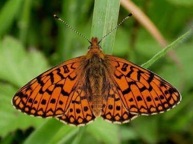 Small Pearl-bordered Fritillary (Boloria selene)