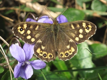 Speckled Wood (Pararge aegeria)