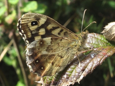 Speckled Wood (Pararge aegeria) underside