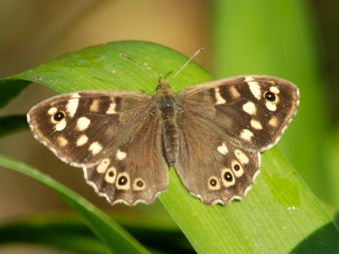 Speckled Wood (Pararge aegeria)