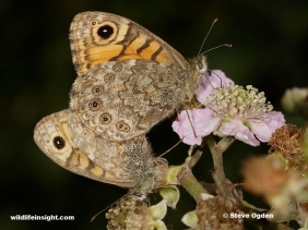 Wall Brown butterflies on blackberry flowers