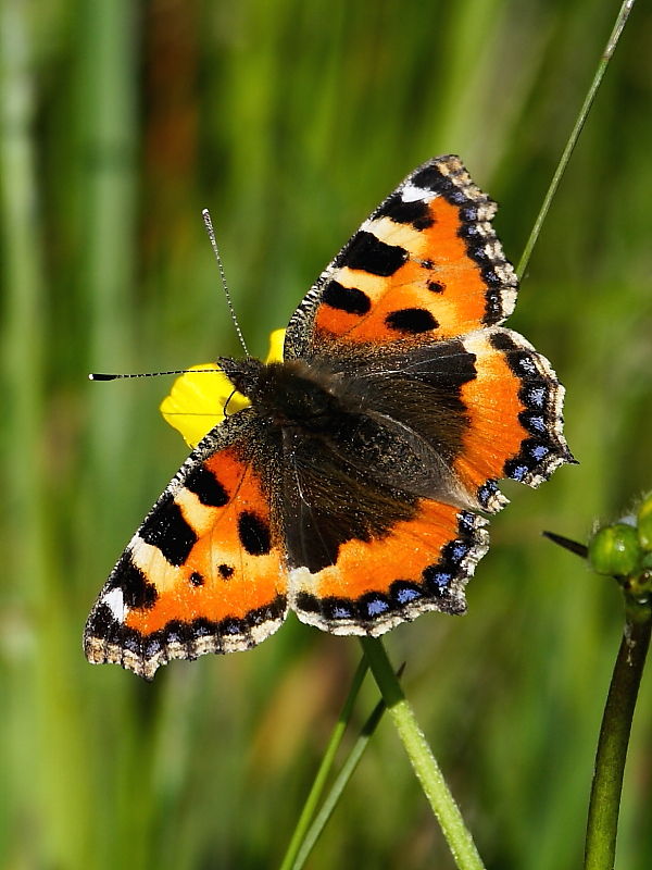 Small Tortoiseshell butterfly numbers | Wildlife Insight