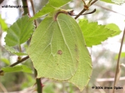 Brimstone butterfly (Gonepteryx rhamni) female © 2006 Steve Ogden
