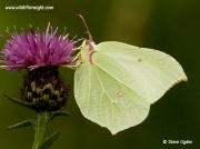 Brimstone butterfly (Gonepteryx rhamni) female