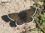 Male Brown Argus Butterfly (Plebejus argus)